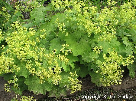 Alchemilla epipsila